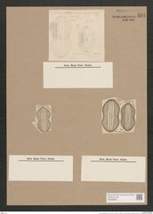 Navicula gemmatula Grun. (de-Toni-Nr.: Genus 1, Species 277) Zeichnungen Sammlung Grunow Nr. 631 (NHMW-BOT-W0366996)